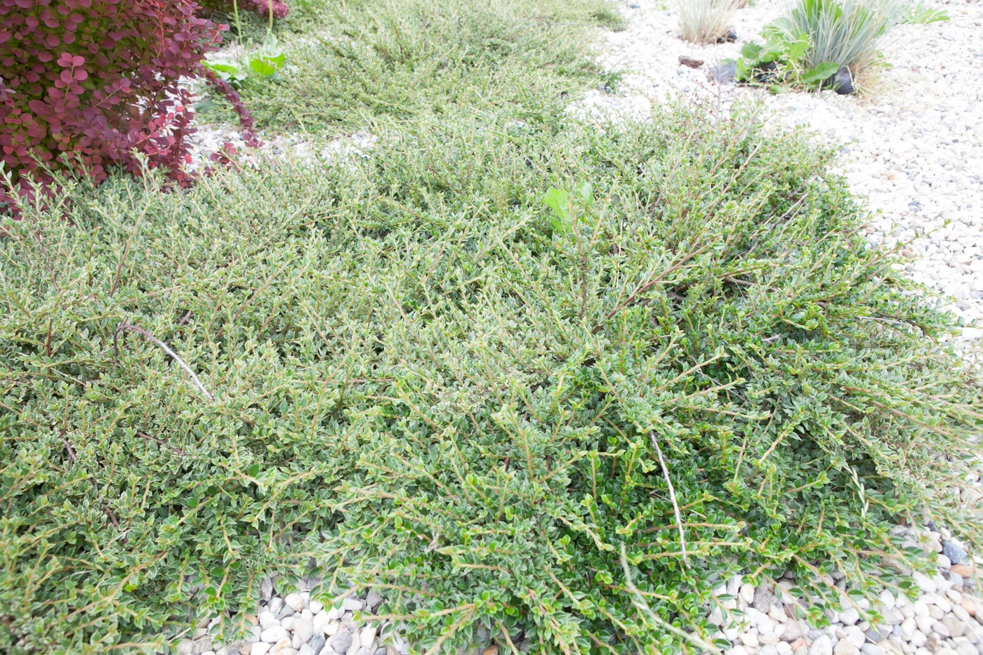 Irga purpurowa 'Variegatus'