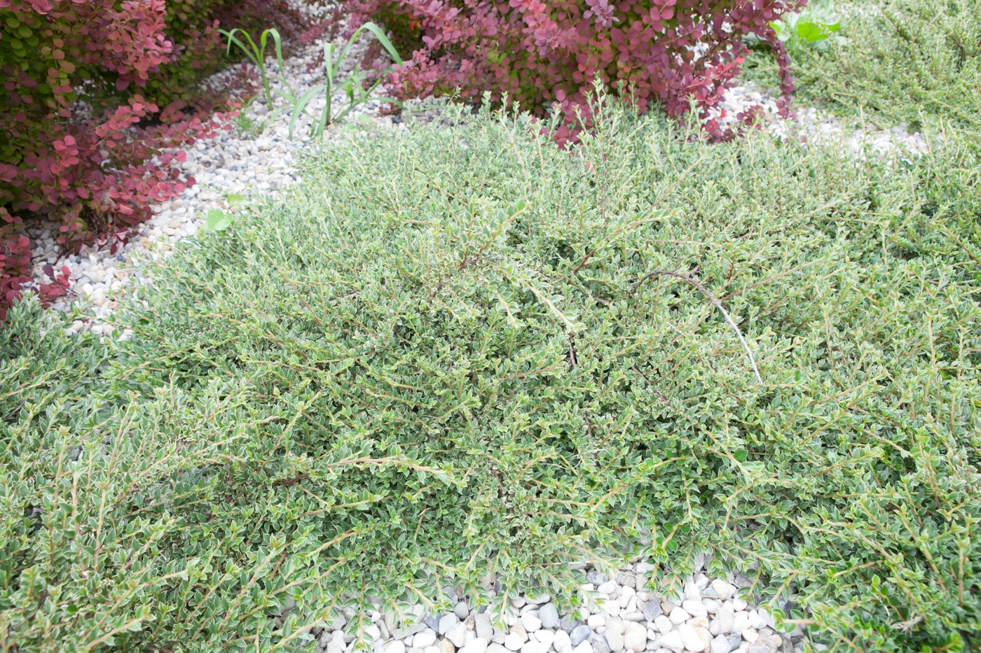 Irga purpurowa 'Variegatus'
