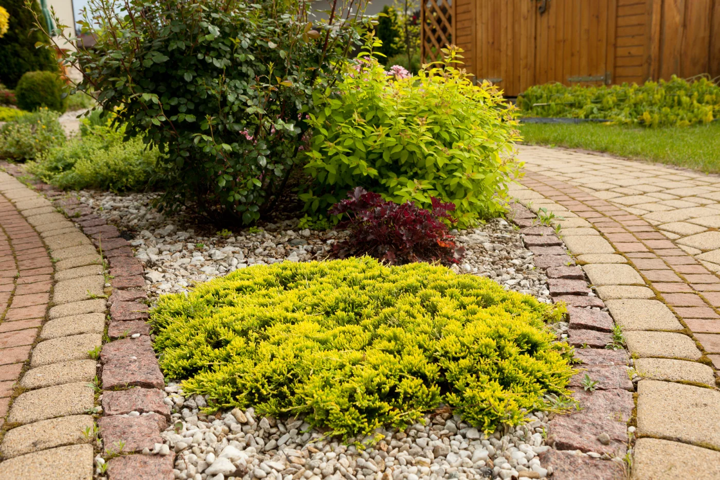 Jałowiec płożący 'Golden Carpet'