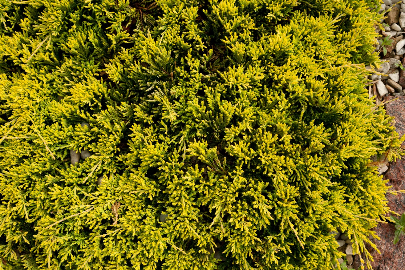 Jałowiec płożący 'Golden Carpet'