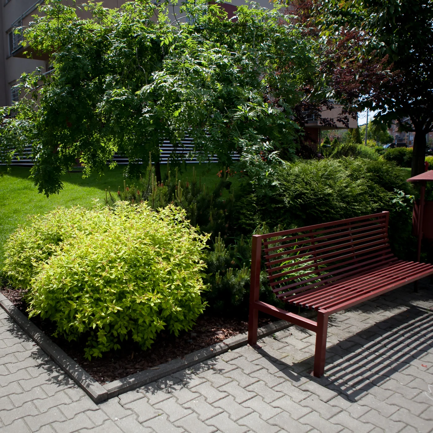 Jarząb pospolity 'Pendula', Tawuła japońska 'Goldmound'