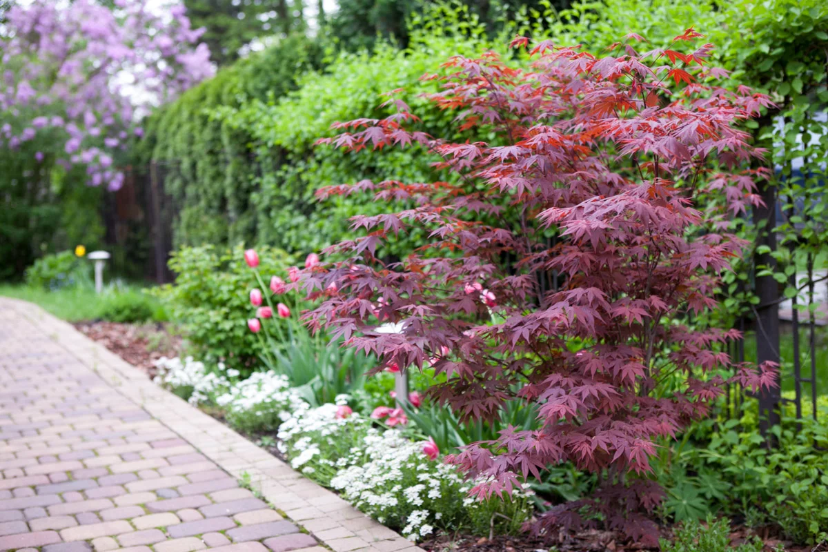 Klon palmowy 'Atropurpureum' na wiosennej rabacie.