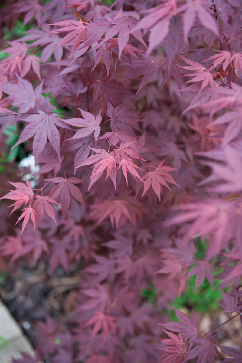 Klon palmowy Atropurpureum, Rośliny ozdobne z liści
