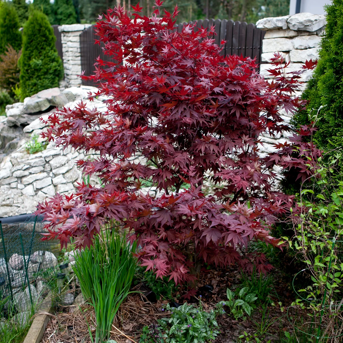 Klon palmowy Atropurpureum