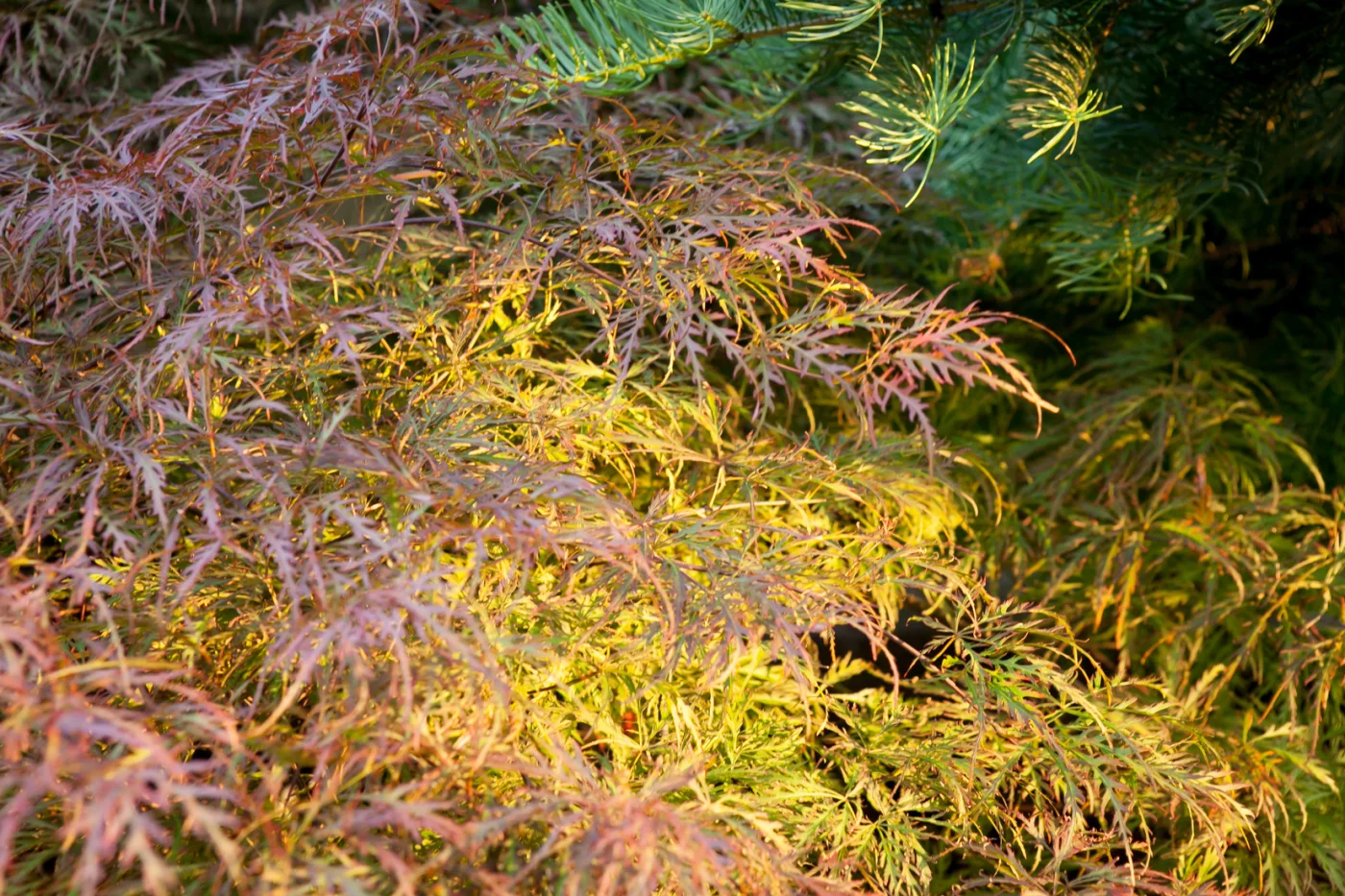 klon palmowy Dissectum Nigrum