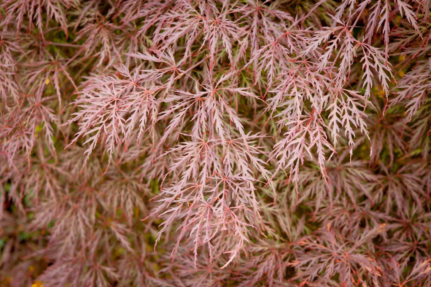 klon palmowy Dissectum Nigrum