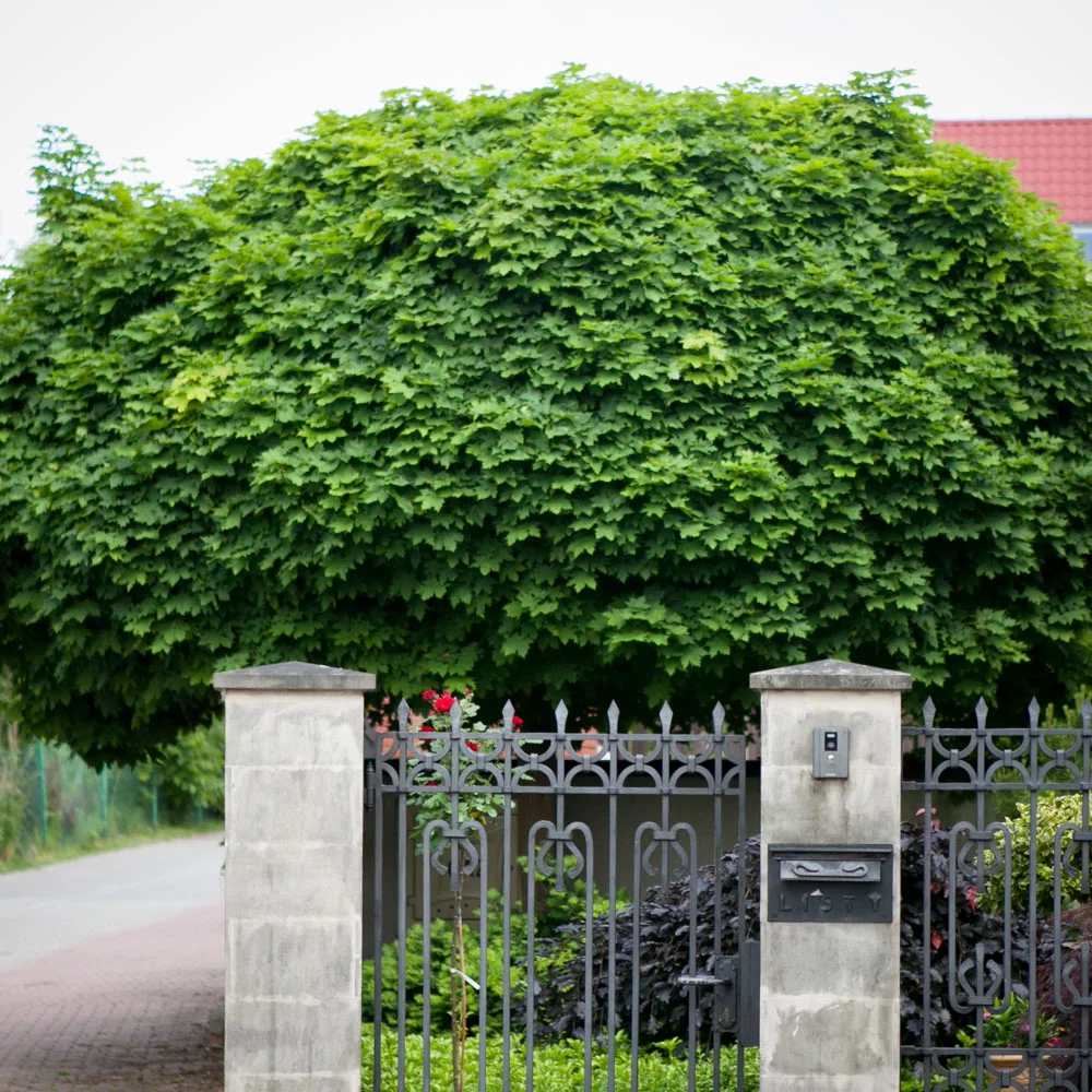 Klon zwyczajny Globosum