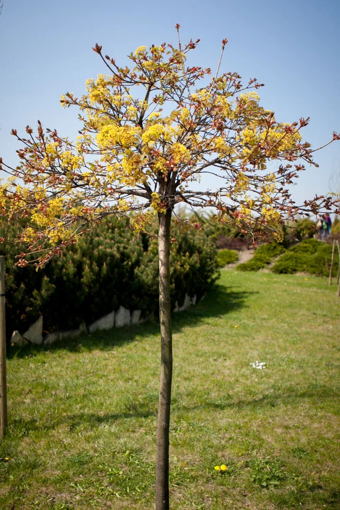 Klon zwyczajny Globosum