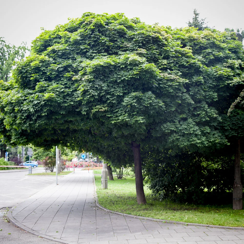 Klon zwyczajny Globosum
