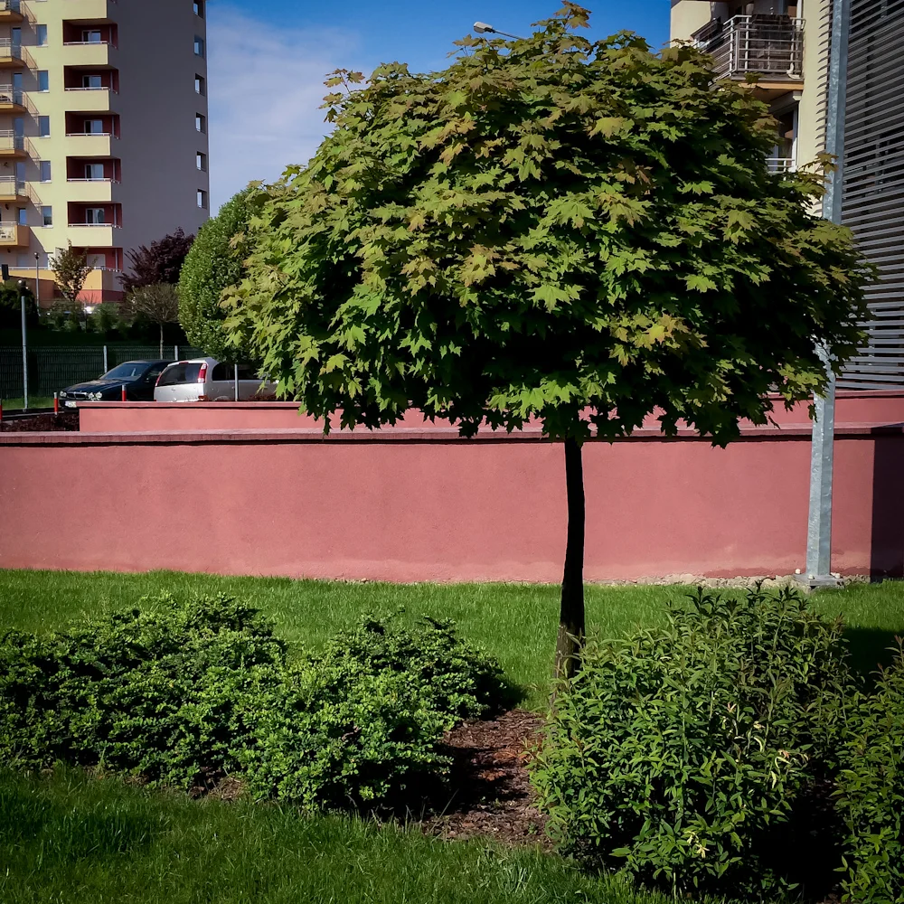 Klon zwyczajny Globosum