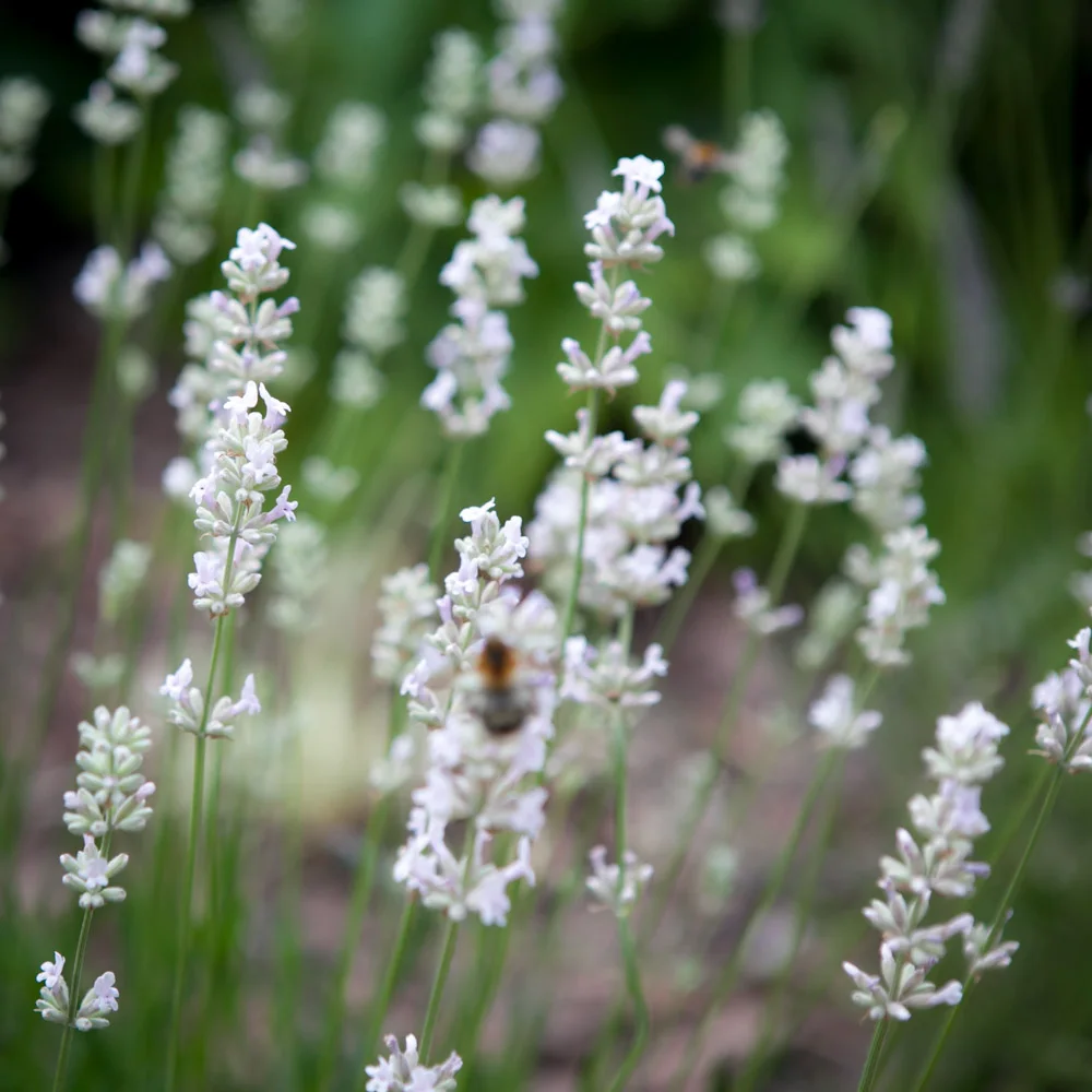 Lawenda wąskolistna Aromatico Silver