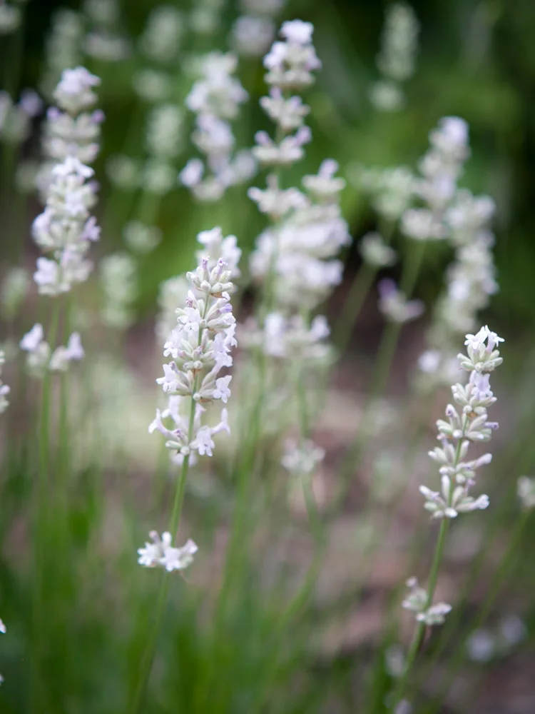 Lawenda wąskolistna Aromatico Silver