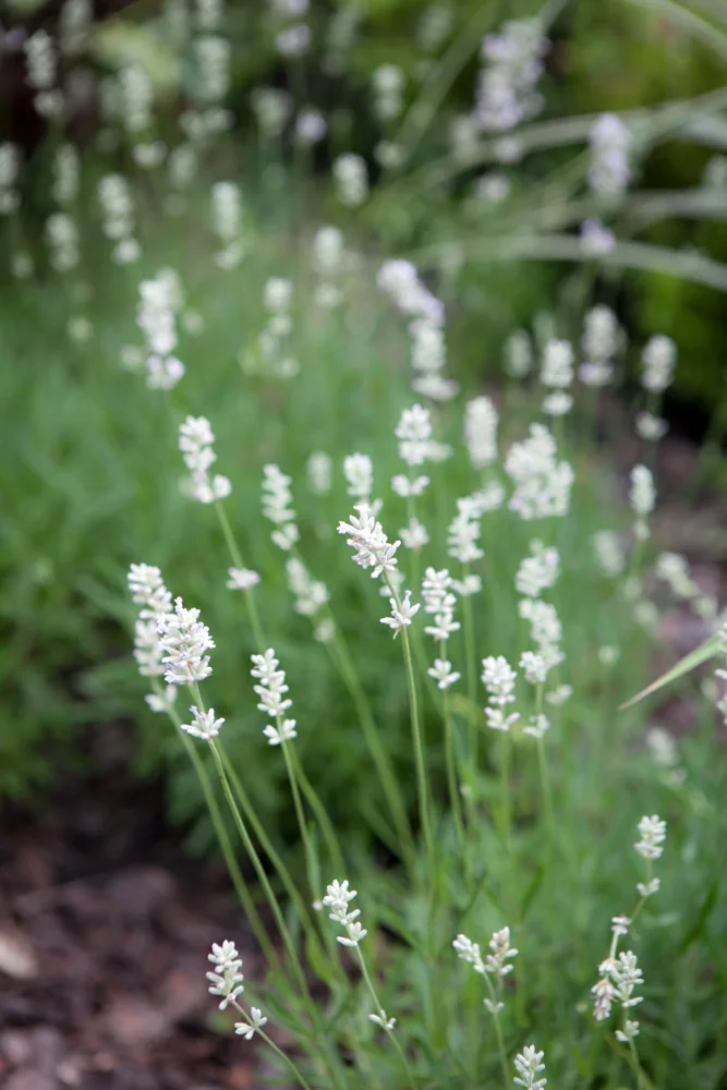 Lawenda wąskolistna Aromatico Silver