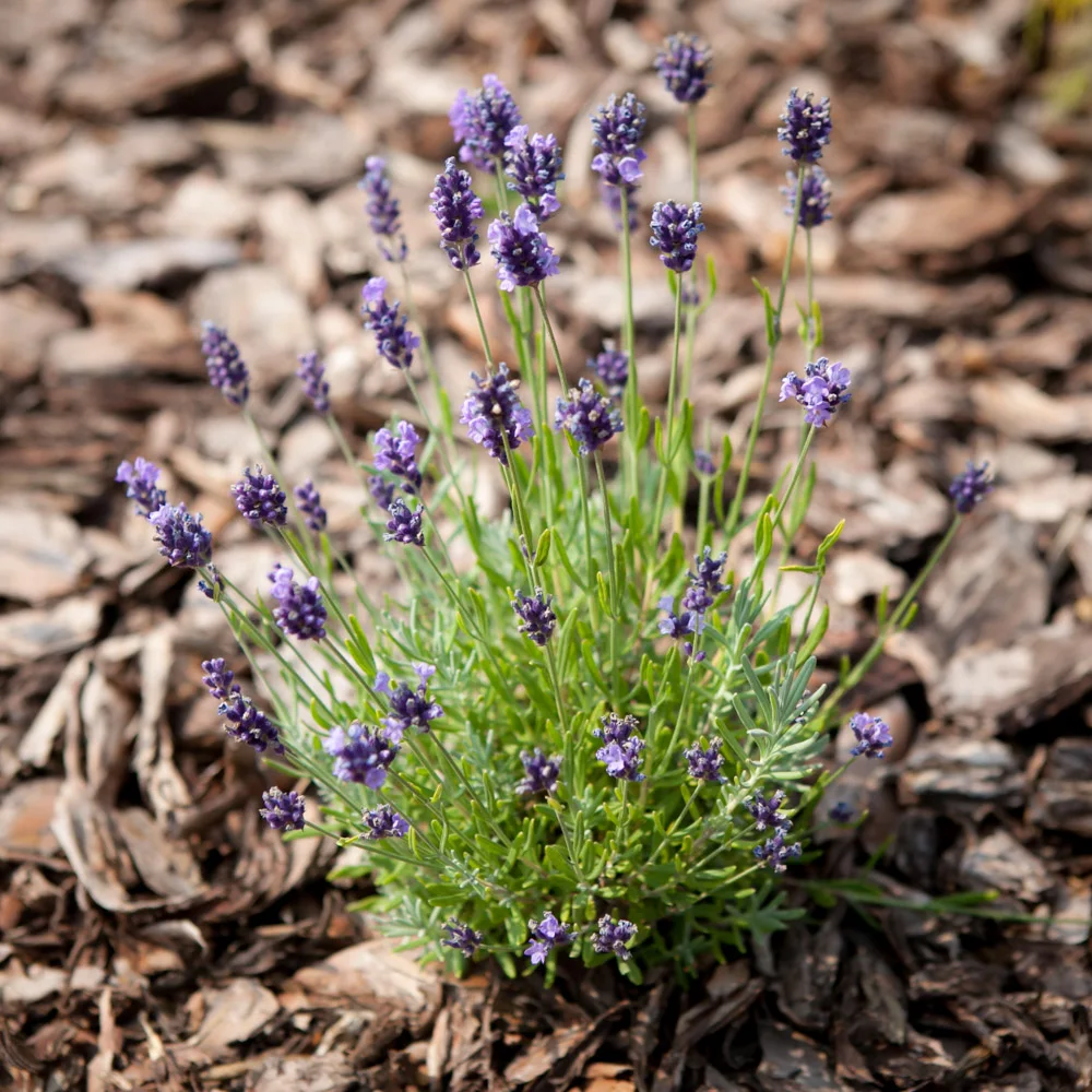 Lawenda wąskolistna Blue Scent