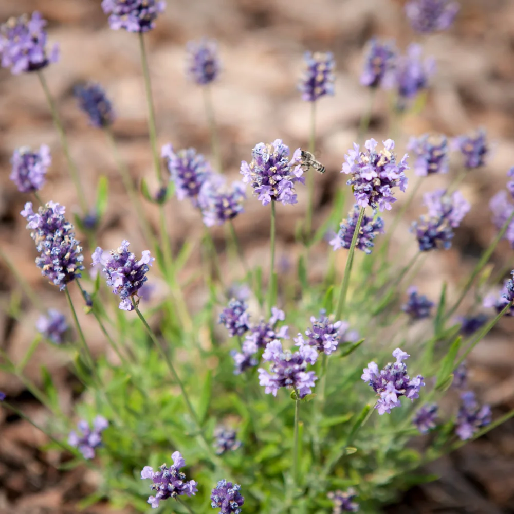 Lawenda wąskolistna Blue Scent