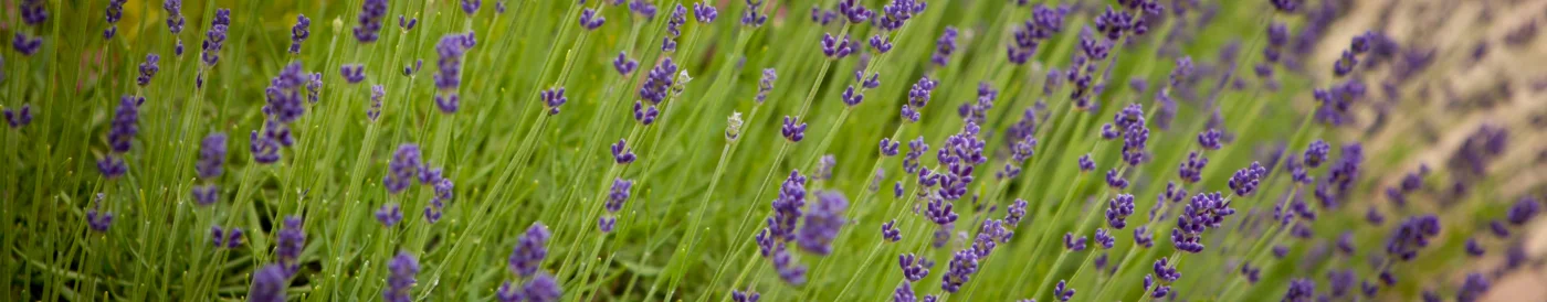 Lawenda wąskolistna Dwarf Blue
