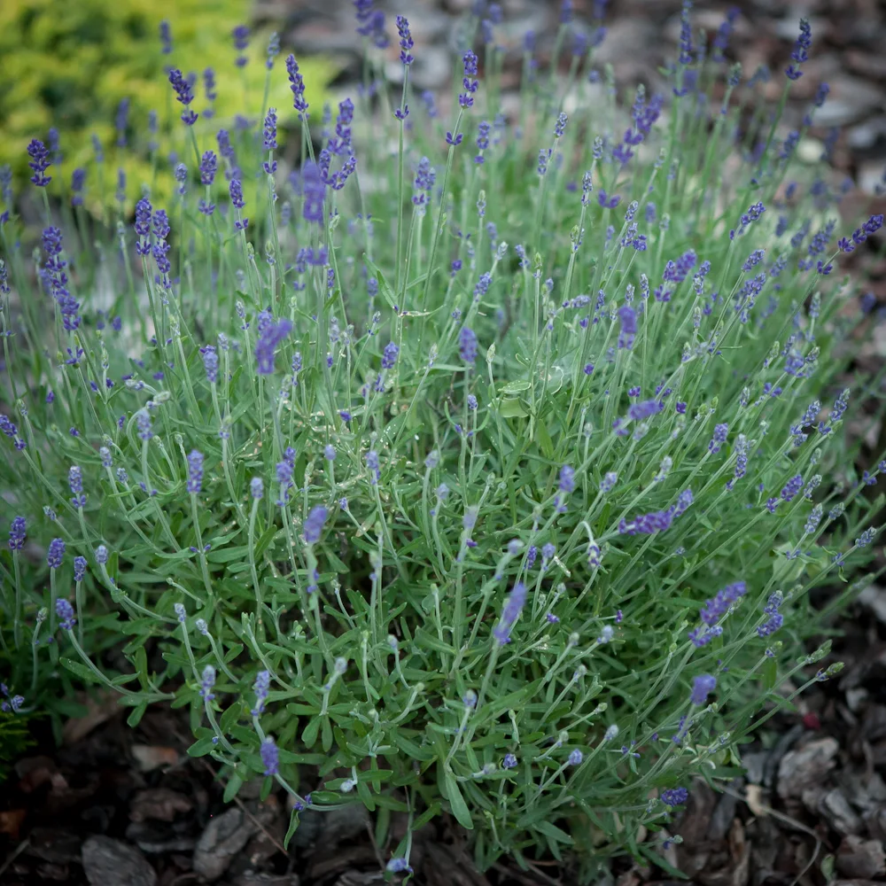 Lawenda wąskolistna 'Hidcote'