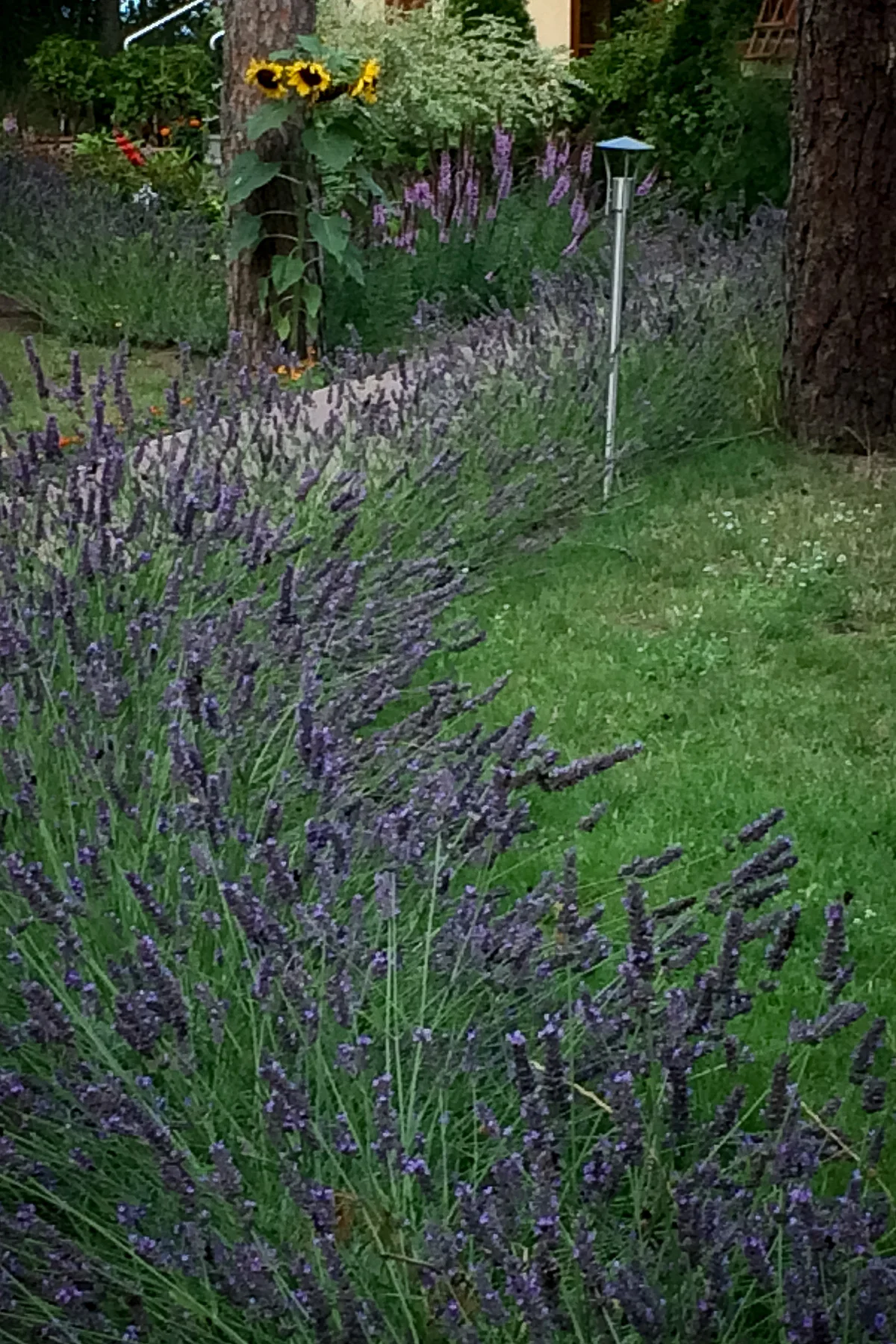 Lawenda wąskolistna, Liatra kłosowa 'Floristan violet'