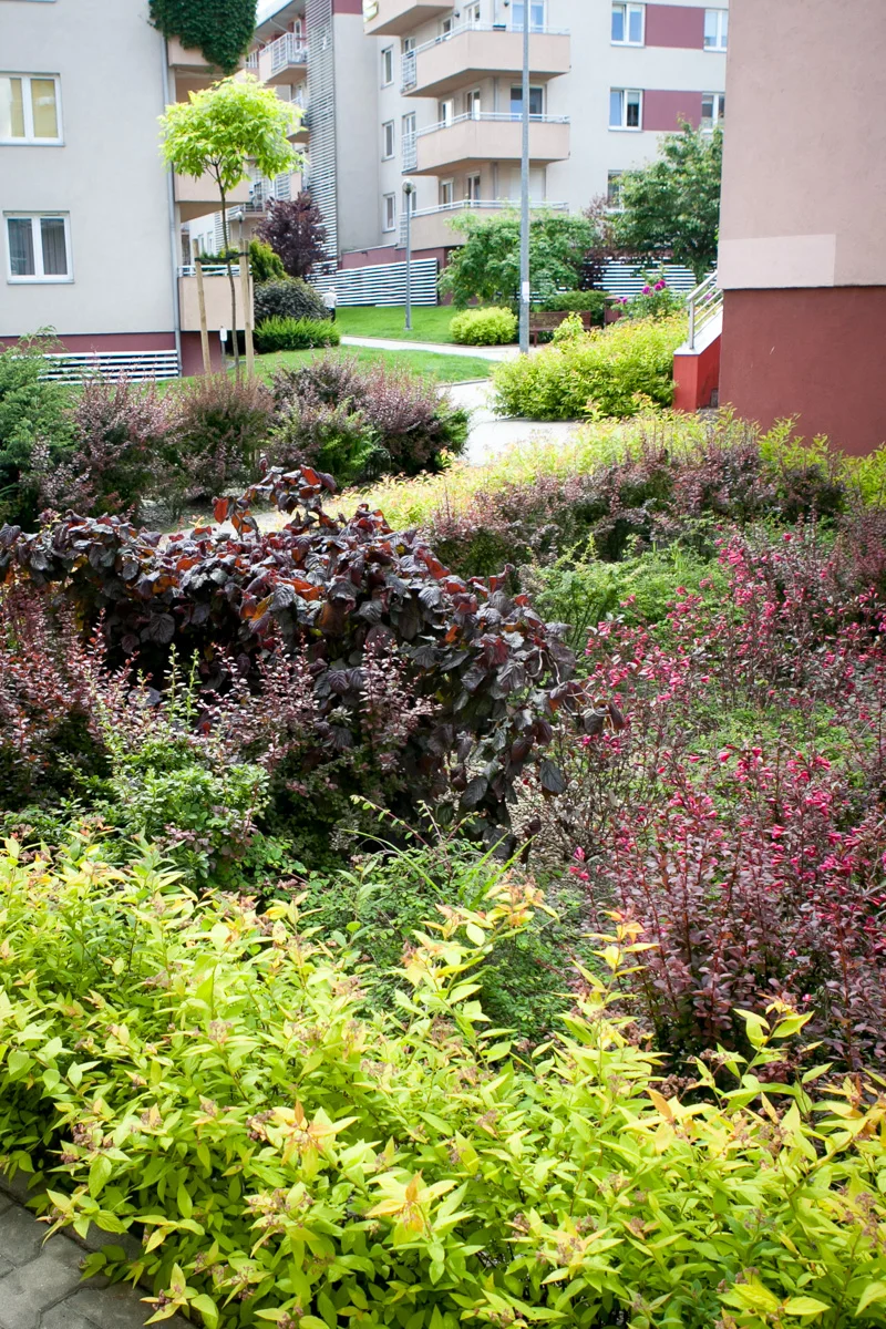 Leszczyna pospolita Red Majestic