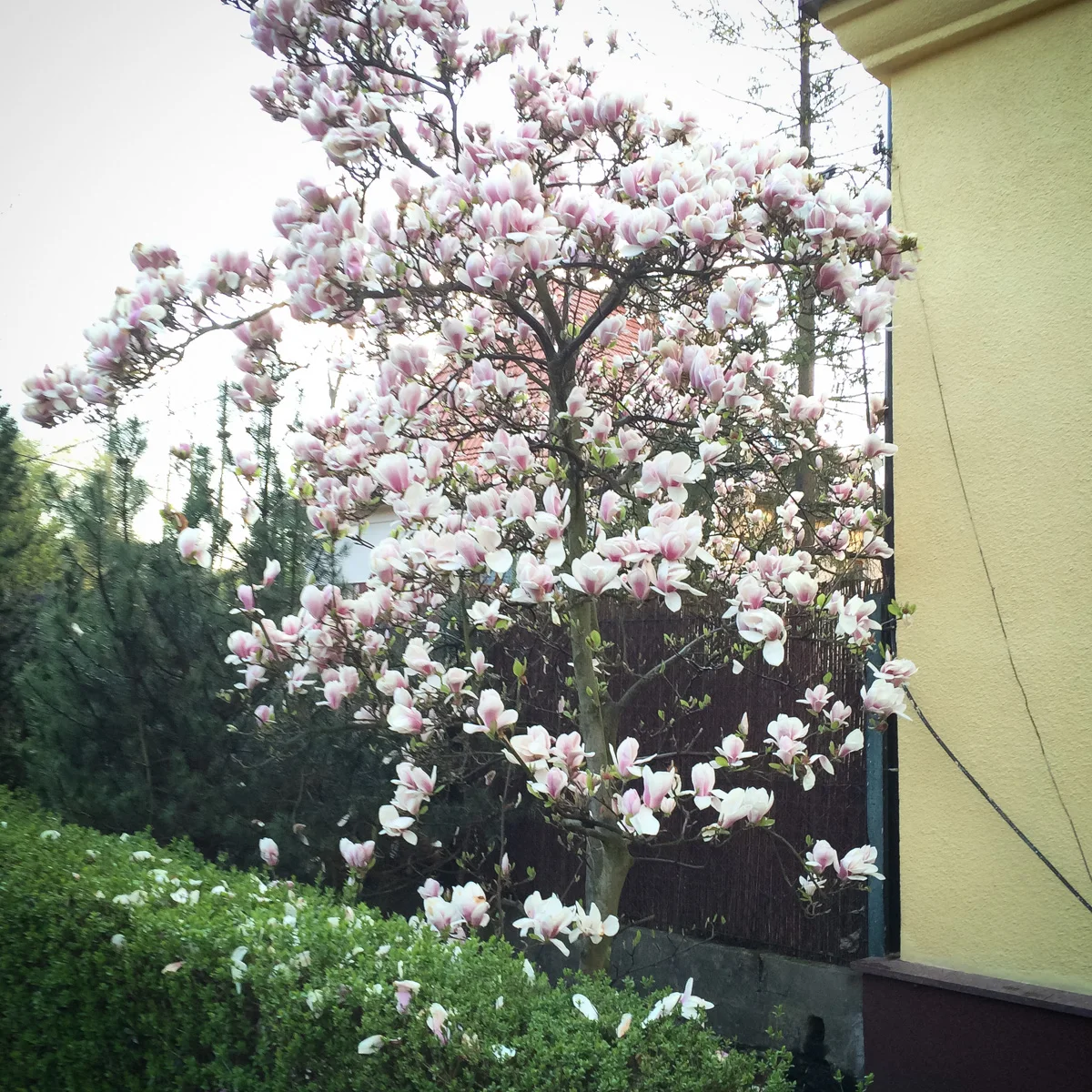 Magnolia pośrednia