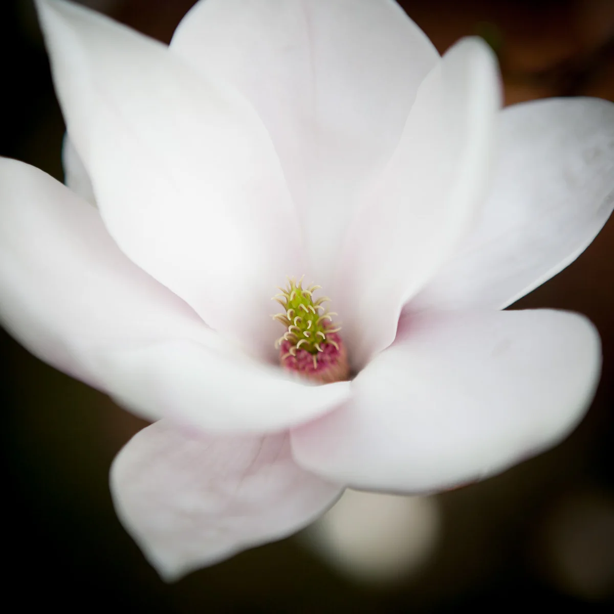 Magnolia pośrednia