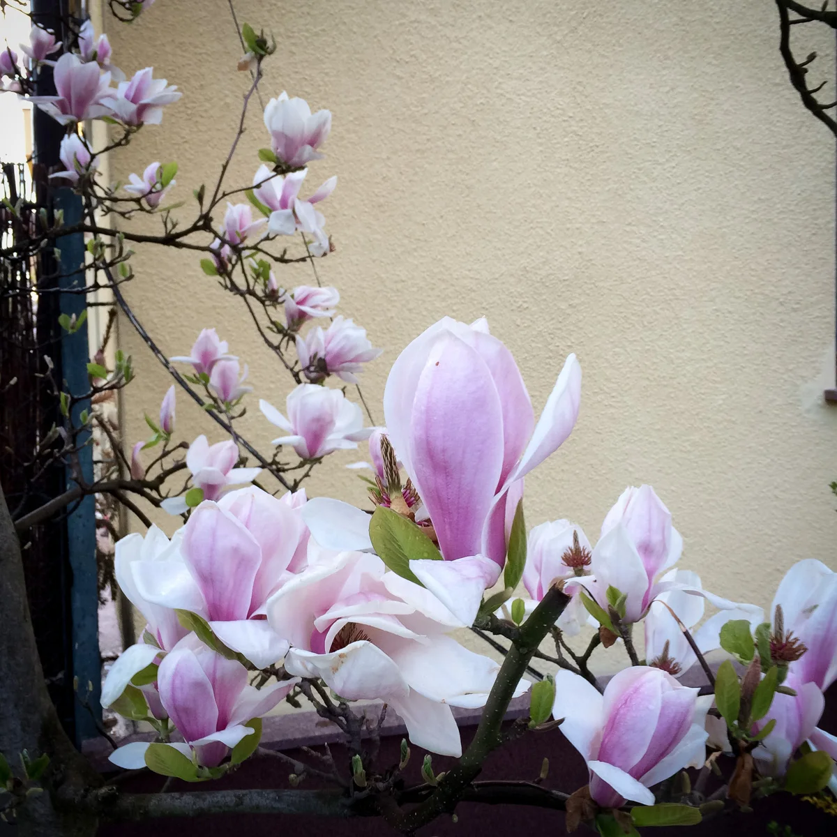 Magnolia pośrednia