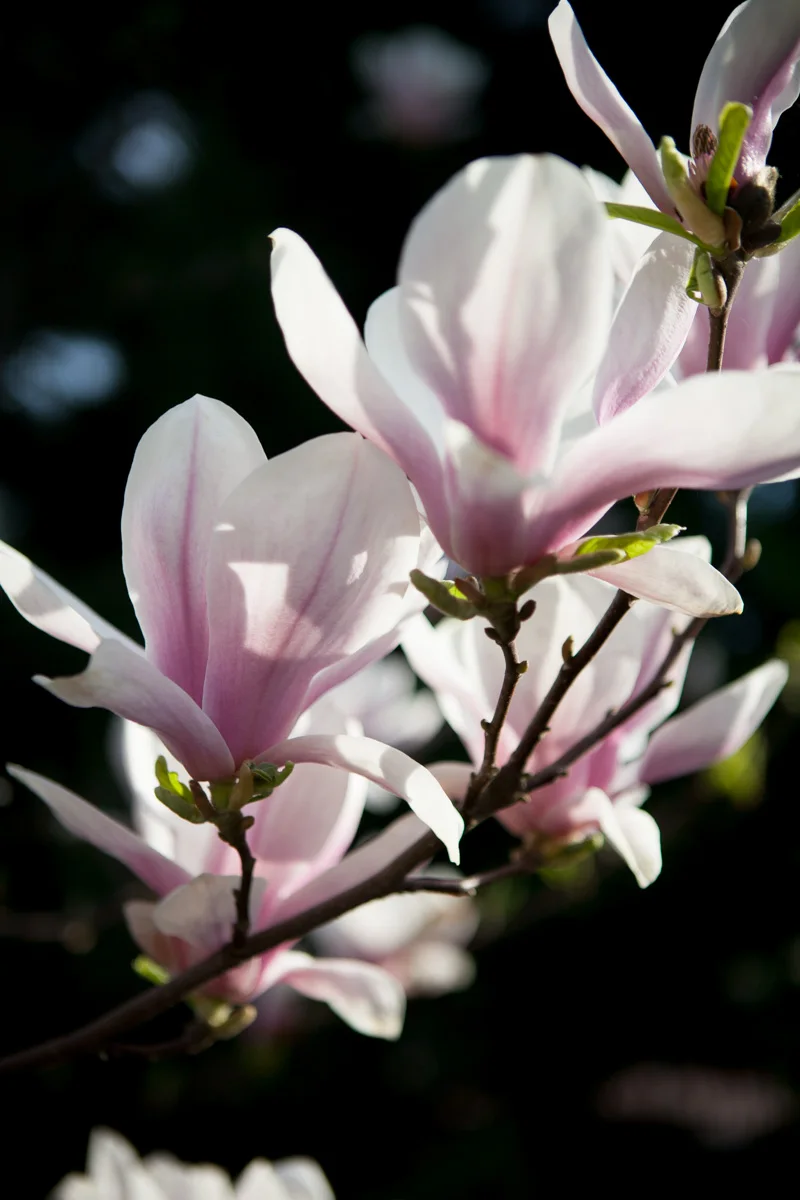 Magnolia pośrednia