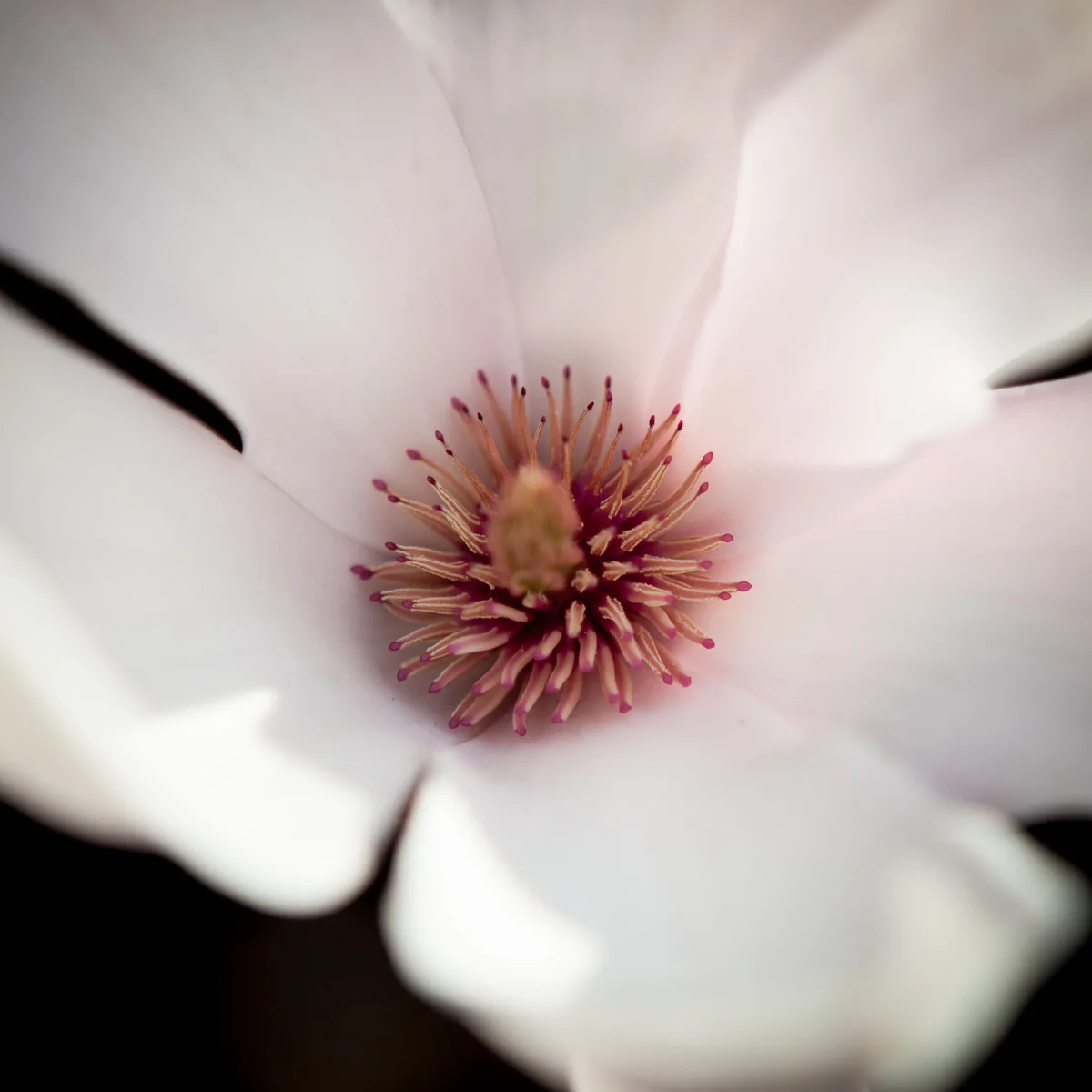 Magnolia pośrednia