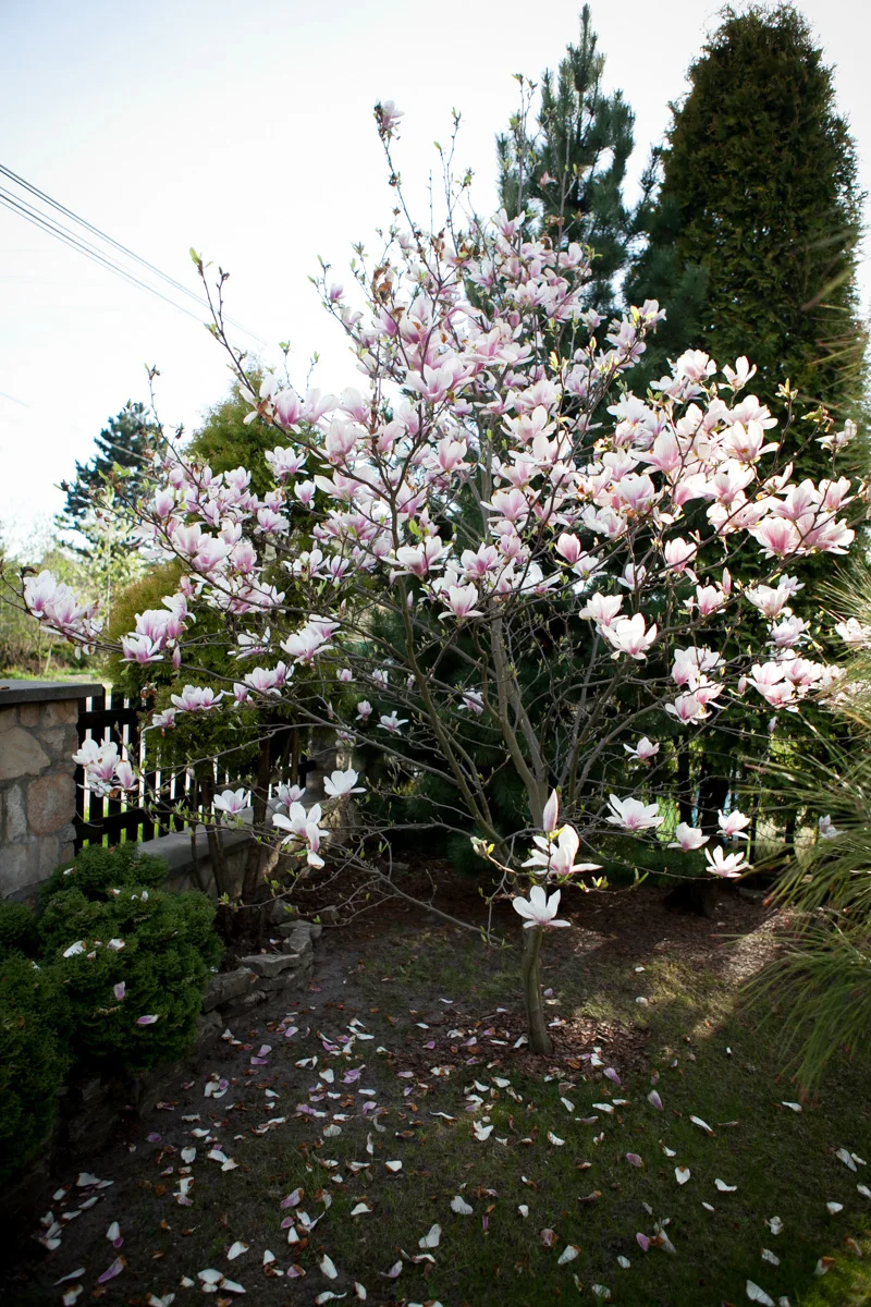 Magnolia pośrednia