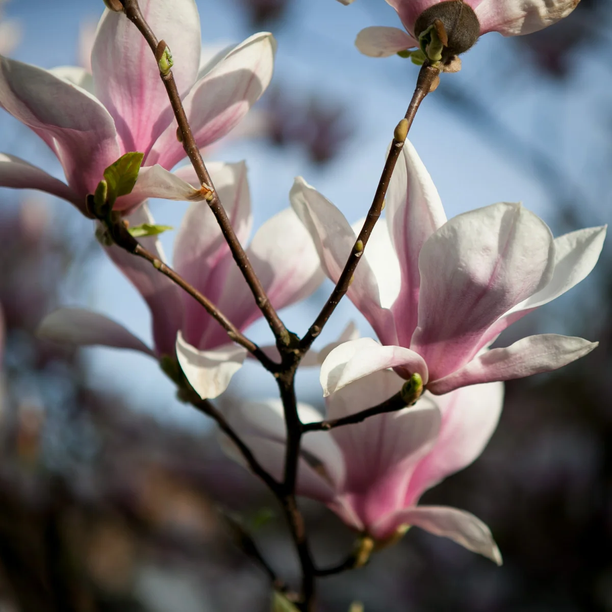Magnolia pośrednia