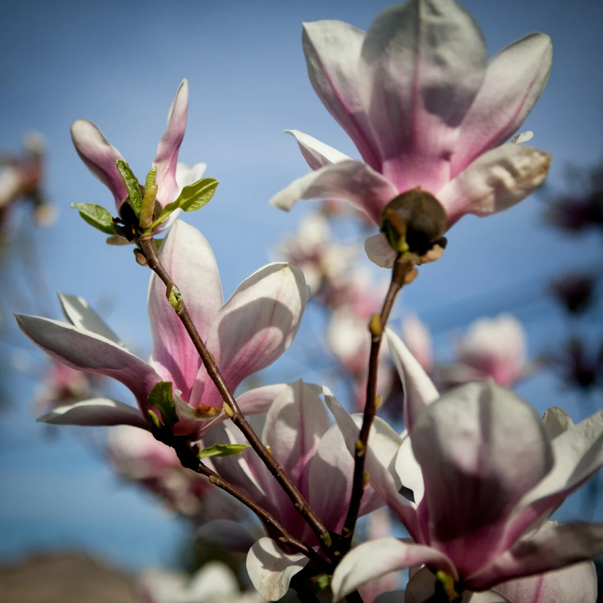 Magnolia pośrednia