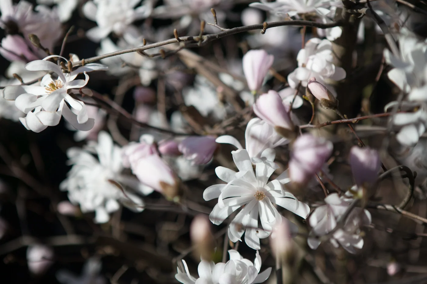 Magnolia gwiaździsta