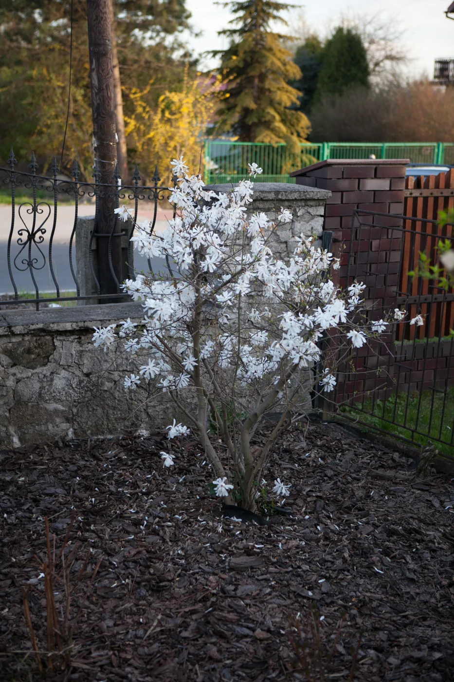 Magnolia gwiaździsta