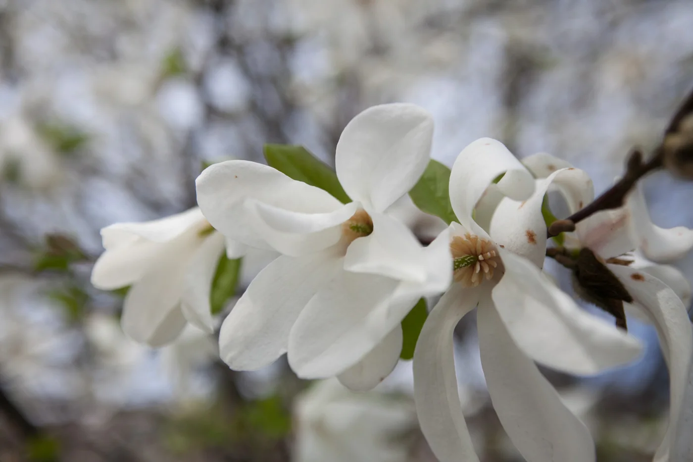Magnolia japońska