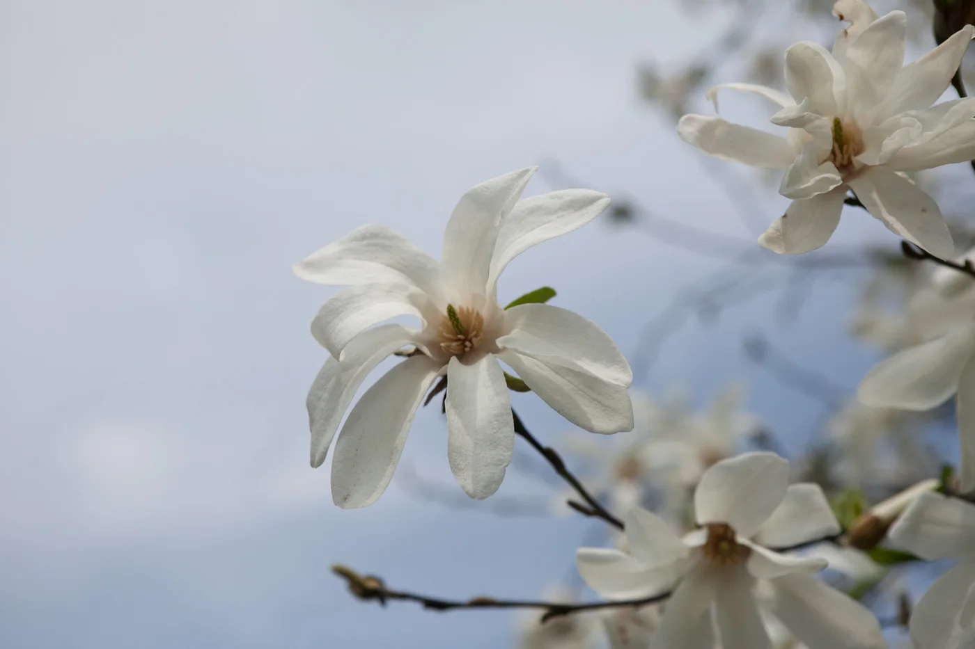 Magnolia japońska