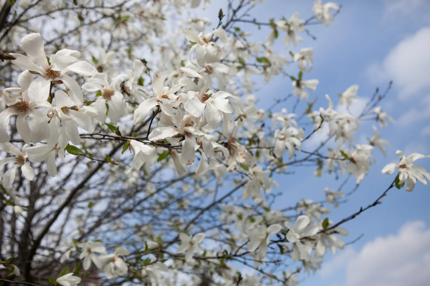 Magnolia japońska