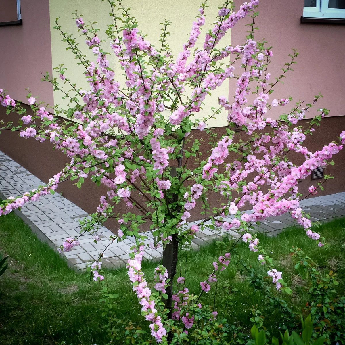 Migdałek trójklapowy