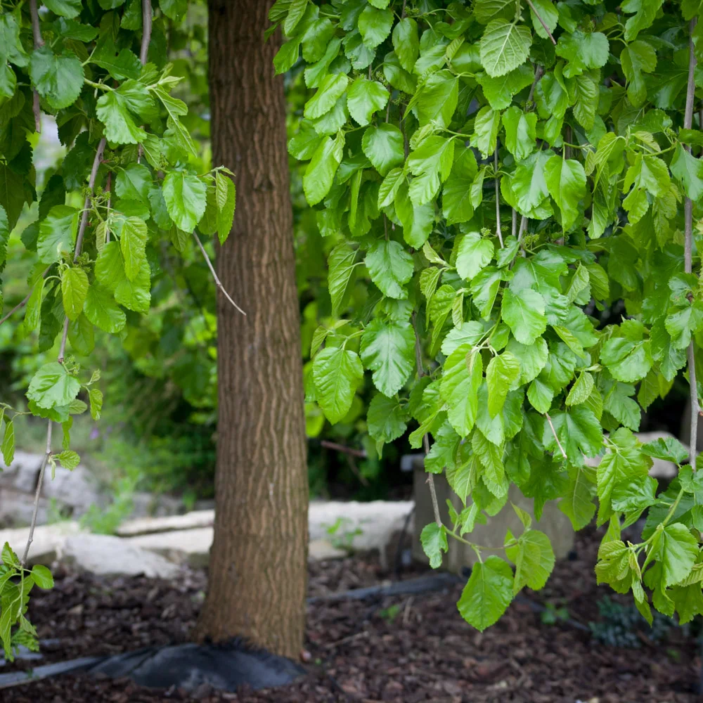 Morwa biała Pendula