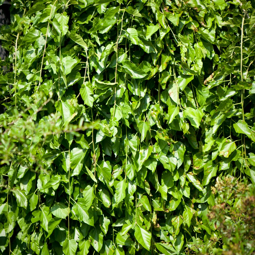 Morwa biała Pendula