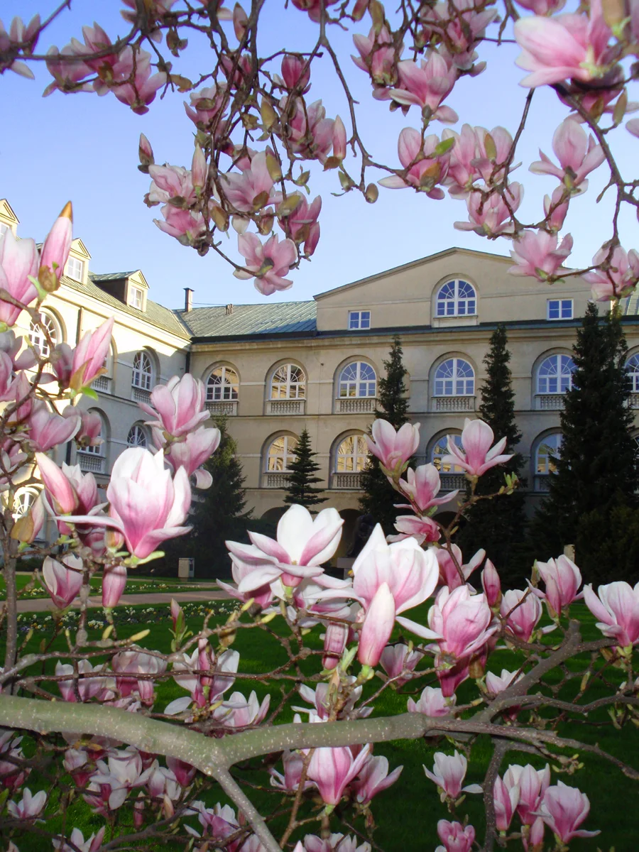 Okazałe kwiaty magnolii na nagich jeszcze gałęziach