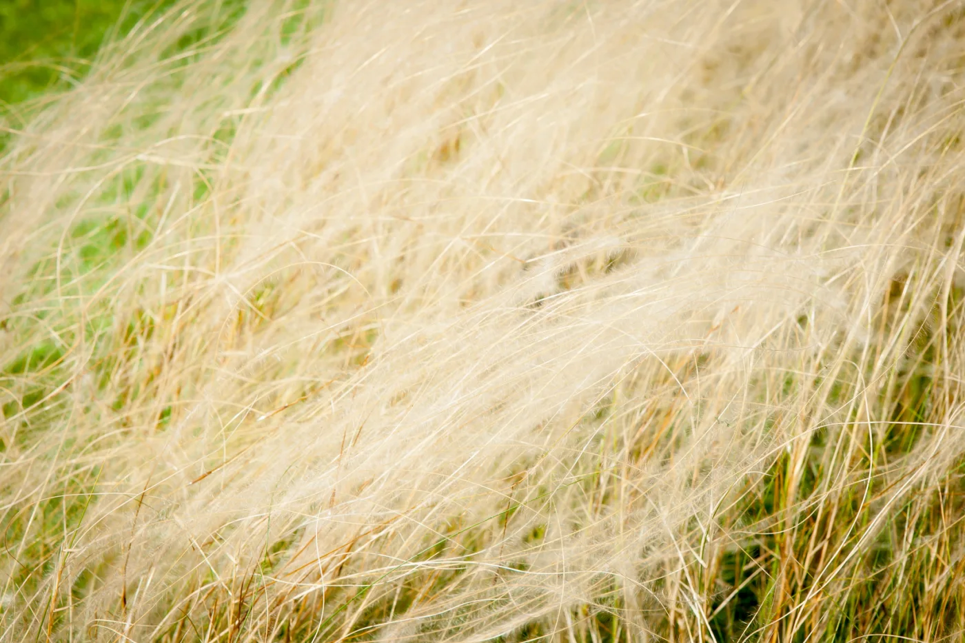 ostnica mocna Pony Tails