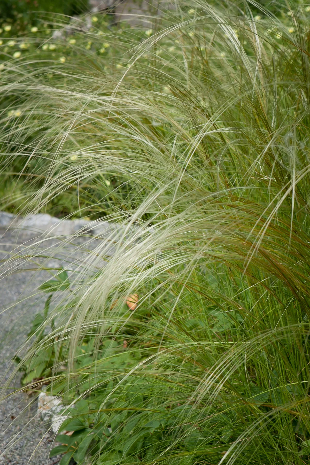 Ostnica mocna Pony Tails