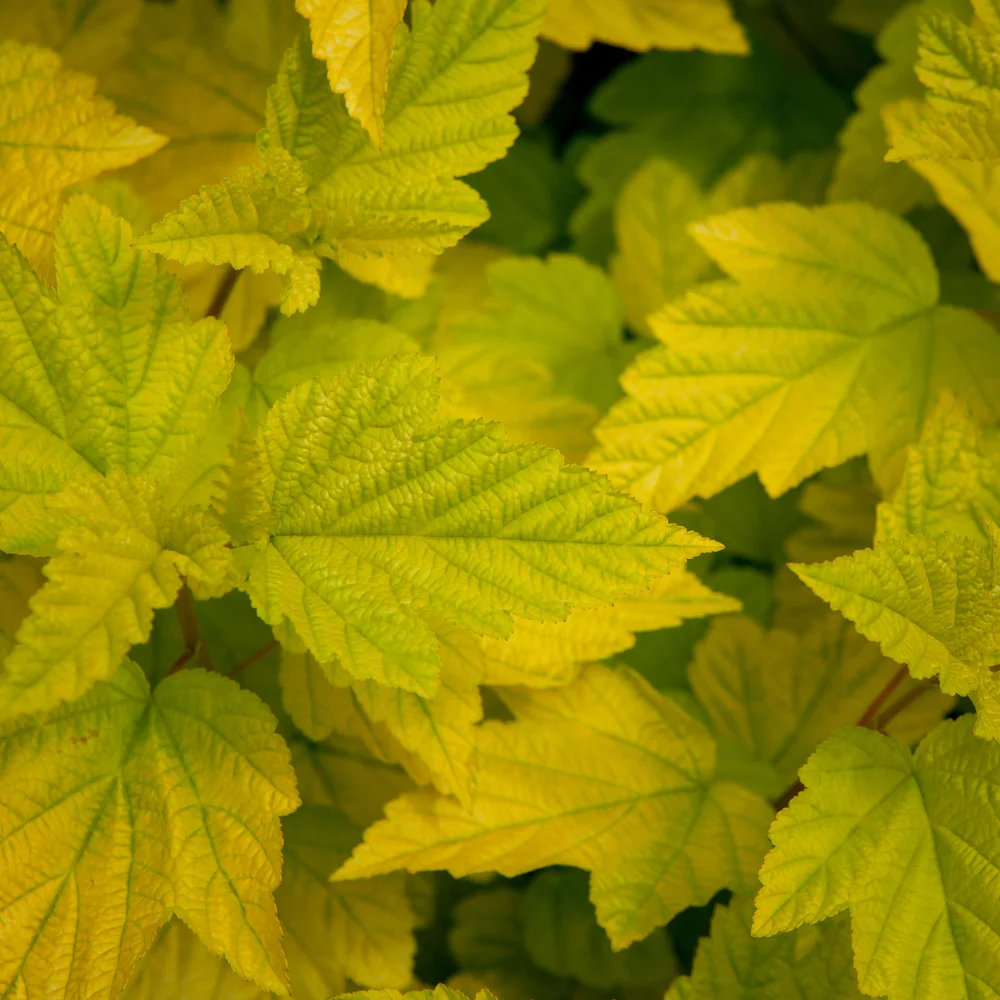 Pęcherznica kalinolistna 'Luteus' liscie
