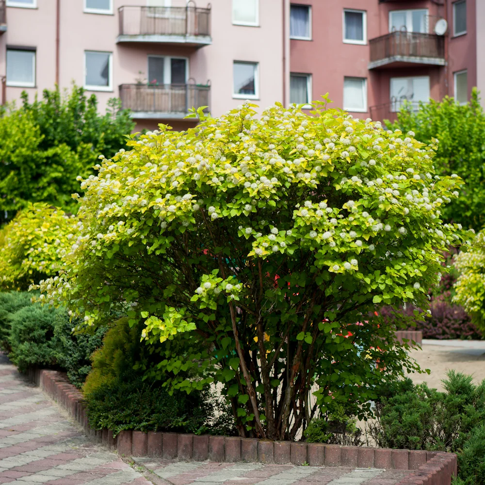 pęcherznica kalinolistna Luteus