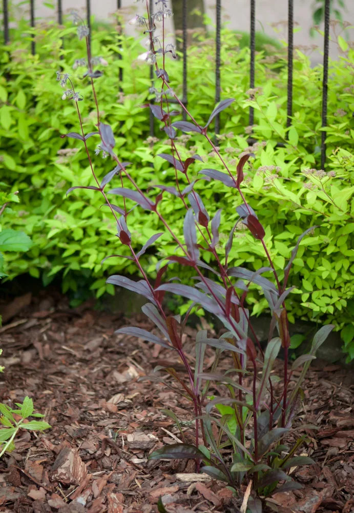 Penstemon palczasty Husker Red