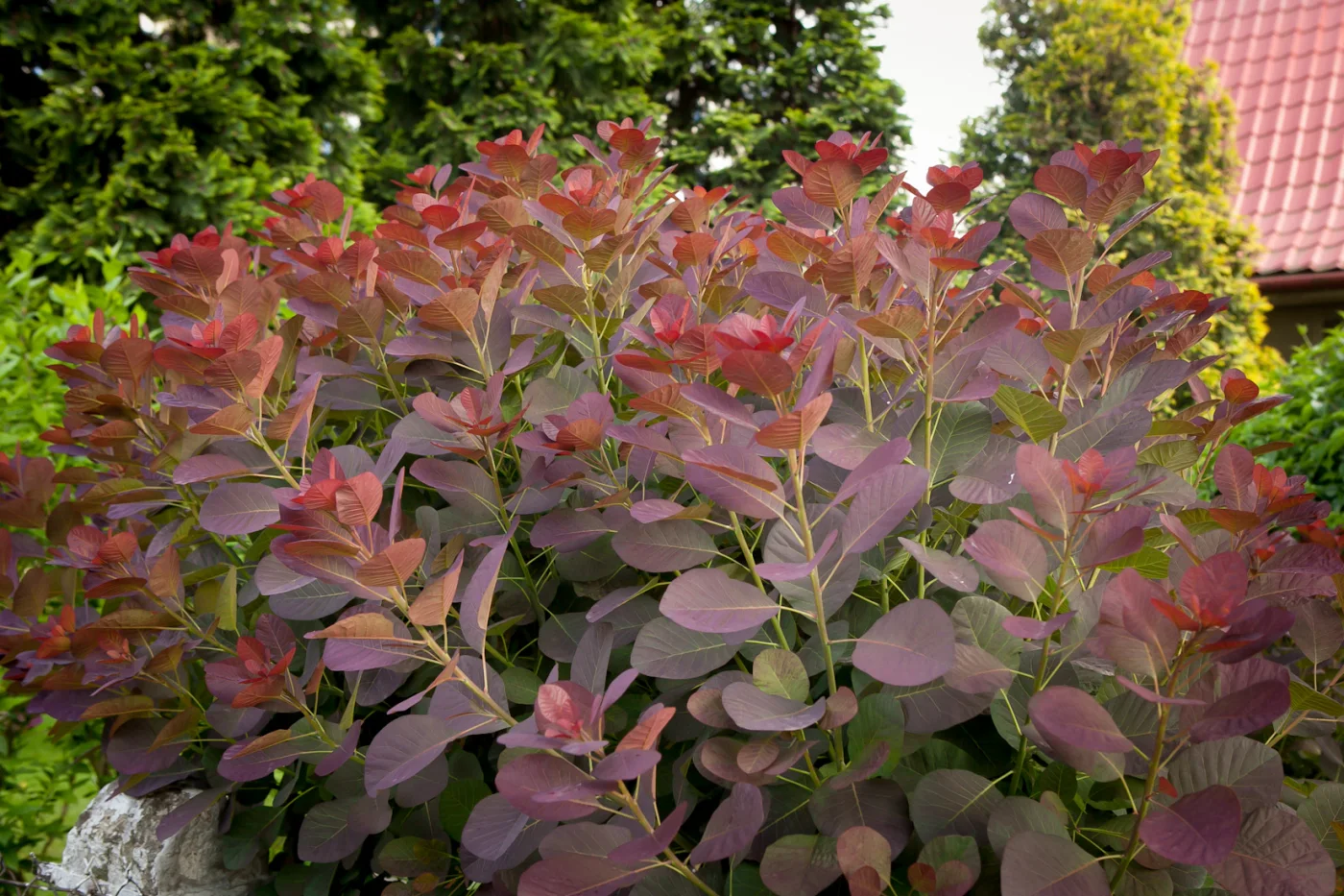 Perukowiec podolski Royal Purple liście