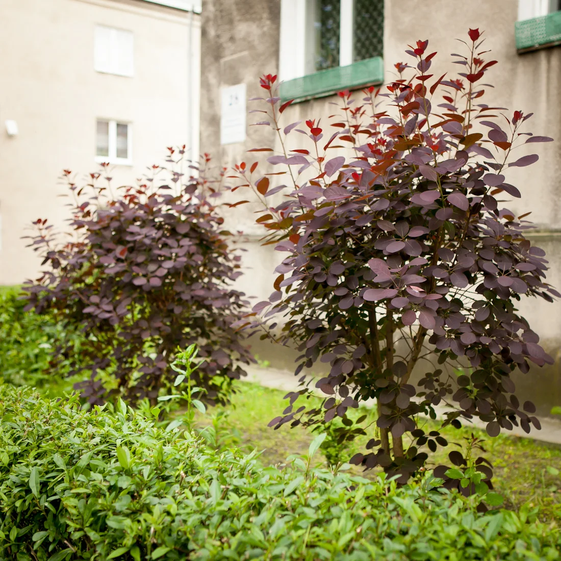 Perukowiec podolski Royal Purple