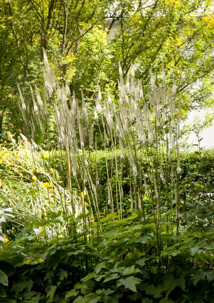 Pluskwica groniasta