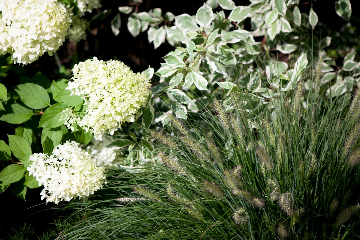 Rozplenica japońska Herbstzauber Autumn Magic, Hortensja Limelight, Dereń Sibrica Variegata