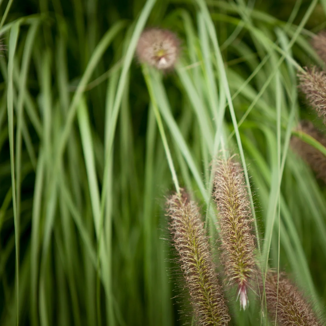 Rozplenica japońska Japonicum